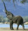 Elefantes, paquidermos y proboscideos